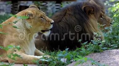 夏天动物园里，一对狮子躺在草地上的石头上